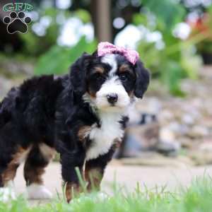 Sprite, Mini Bernedoodle Puppy